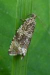 Celypha lacunana