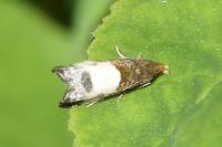 Notocelia cynosbatella