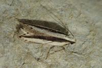 Mirificarma interrupta