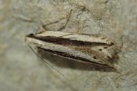 Mirificarma interrupta