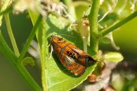 Olethreutes arcuella