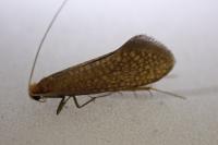 Nematopogon adansoniella