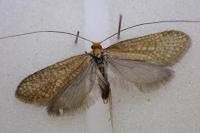 Nematopogon adansoniella