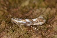 Phyllonorycter oxyacanthae
