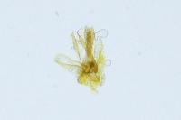 Phyllonorycter oxyacanthae