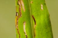 Bucculatrix maritima