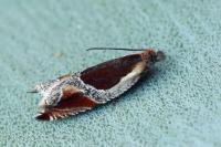 Ancylis unculana
