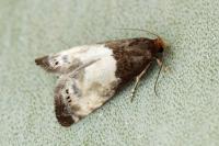 Notocelia cynosbatella