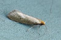 Nematopogon adansoniella
