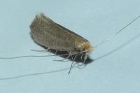 Nematopogon adansoniella