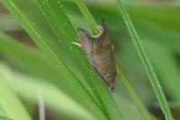 Dichrorampha