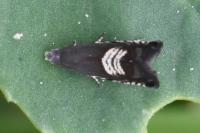 Grapholita compositella