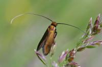 Nemophora metallica
