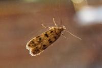 Bryotropha domestica