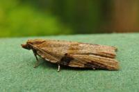 Clepsis spectrana