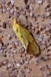 Agapeta hamana