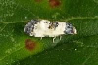 Neocochylis dubitana