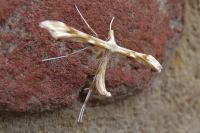 Gillmeria ochrodactyla