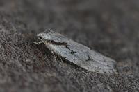 Semioscopis avellanella