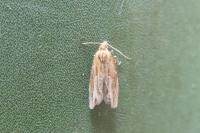 Eucosma hohenwartiana