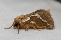 Korscheltellus lupulinus