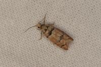 Pseudococcyx tessulatana