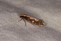 Monopis crocicapitella