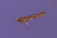 Pyroderces argyrogrammos