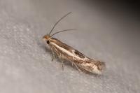 Bucculatrix maritima