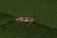 Bucculatrix maritima