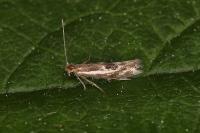 Bucculatrix maritima