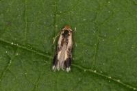 Stigmella trimaculella