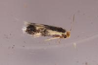 Stigmella trimaculella