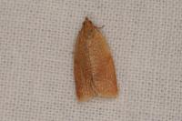 Clepsis consimilana
