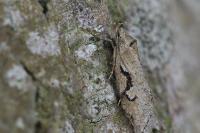 Semioscopis steinkellneriana