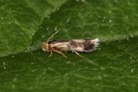 Stigmella trimaculella