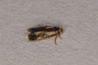 Stigmella trimaculella