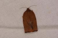 Cacoecimorpha pronubana