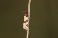 Periclepsis cinctana
