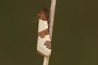 Periclepsis cinctana