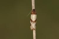 Periclepsis cinctana