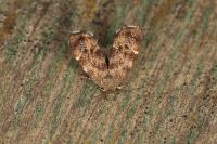 Anthophila fabriciana