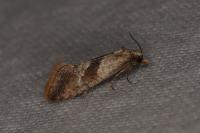 Falseuncaria