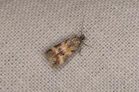 Athrips amoenella