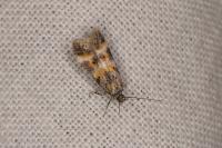 Athrips amoenella