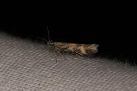 Athrips amoenella