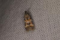 Athrips amoenella
