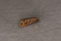 Rhyacionia pinivorana