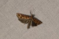 Rhyacionia pinivorana