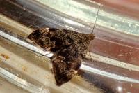 Anthophila fabriciana